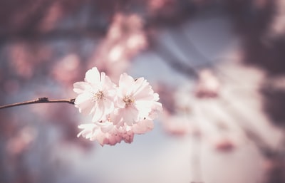 选择聚焦摄影粉红色的樱花的花

